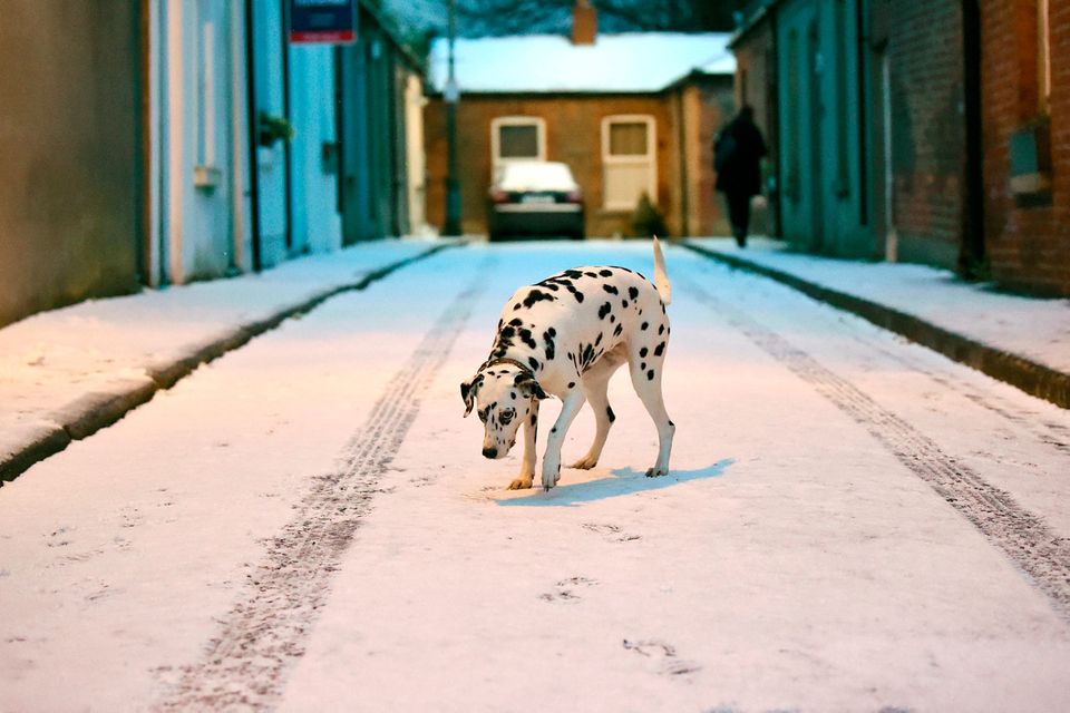 Otta the Dalmation dog looks at the fallen snow in Dublin, Ireland February 27, 2018. REUTERS/Clodagh Kilcoyne
