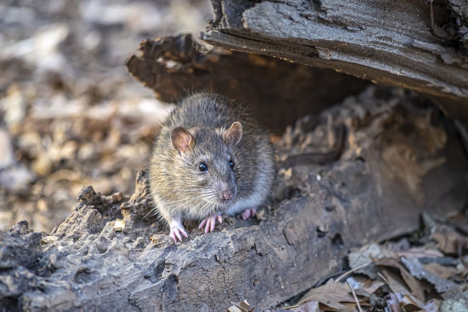 Authorities in New York are considering birth control to reduce the city's rat population. Photo: Getty