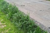 thumbnail: Cllr Callan would like the council to account for the poor standard of grass ciutting all over the town.