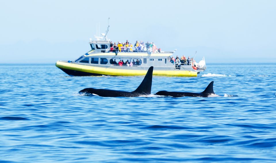 Orca-watching from a tour boat. Photo: Getty