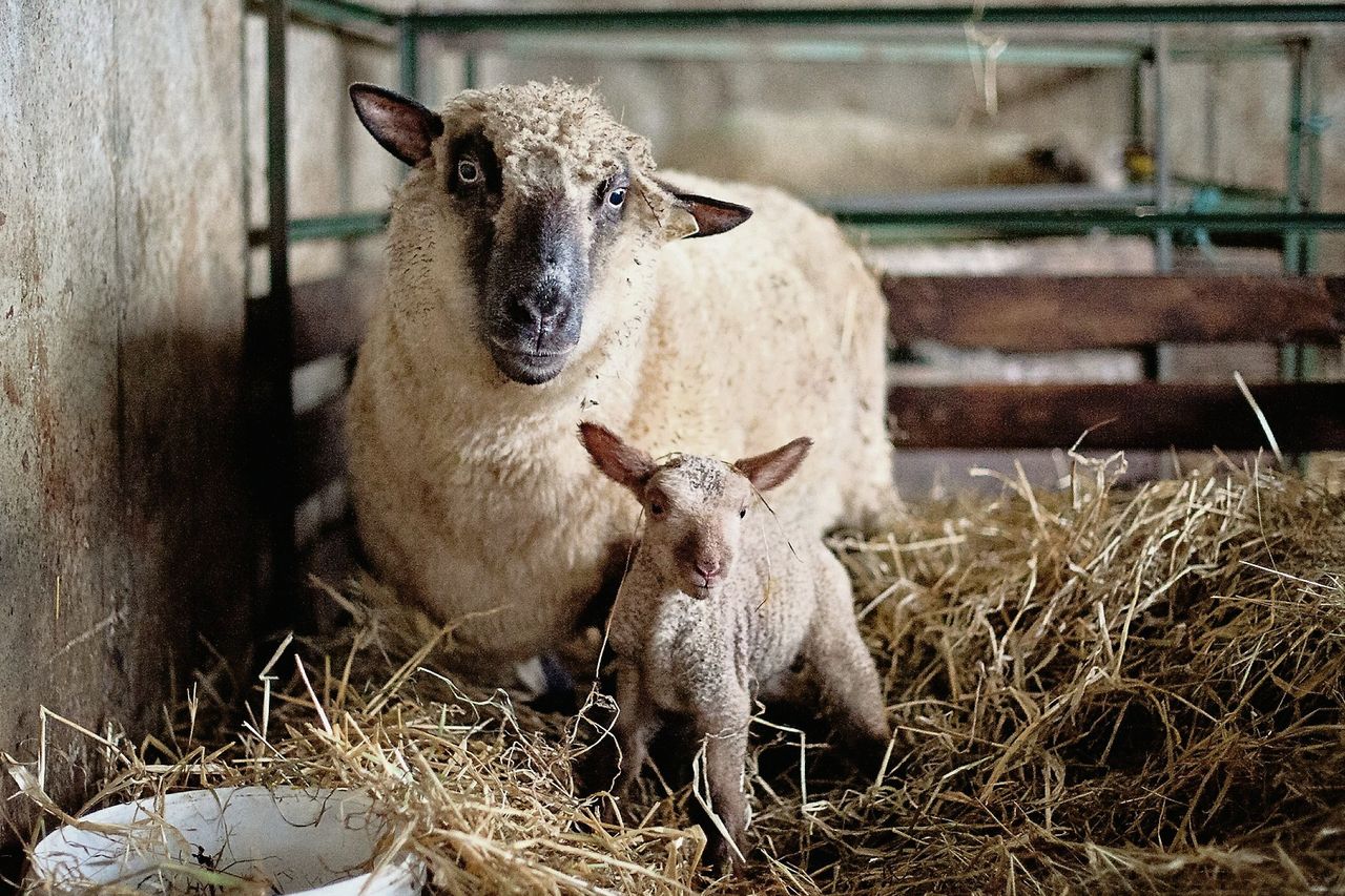 Keeping the ewe and lamb alive this spring | Irish Independent