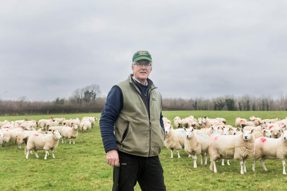 Commercial sheep farmer Christopher Kelly has planted about 850m of hedge since 1995.