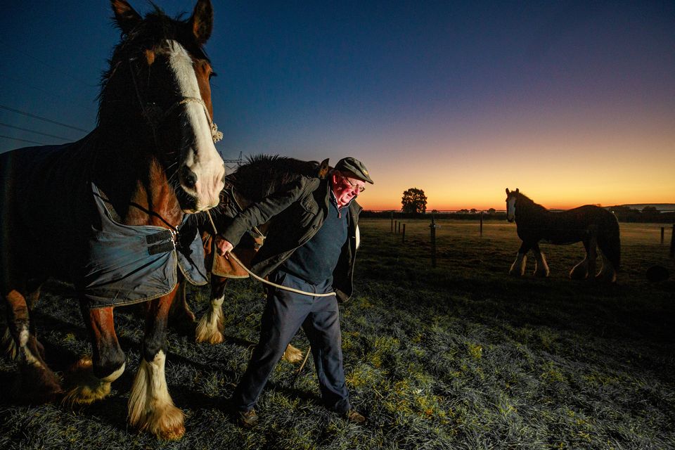 Colman Cogan from Sligo with his horses Ned and Ted heading for their breakfast during sunrise on day two of the National Ploughing Championships in Ratheniska.
Pic: Mark Condren