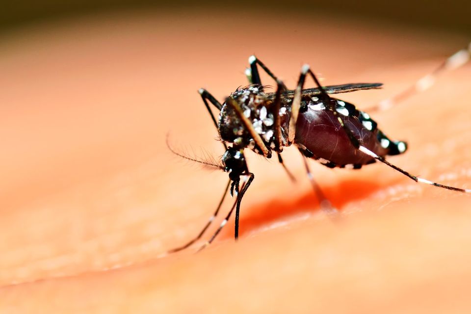 Aedes mosquito. Photo: Deposit