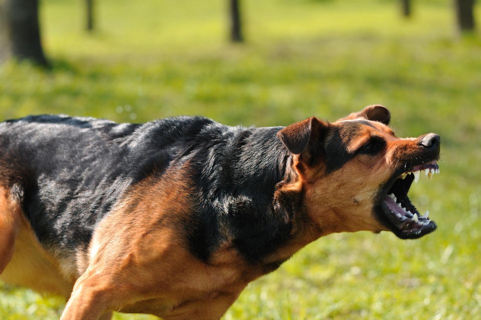 Owners of dogs that attack people or other animals are facing increased penalties. Stock image