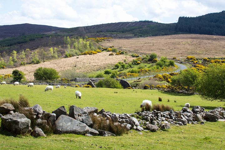 Warning to dog owners to be responsible on walks especially during lambing season