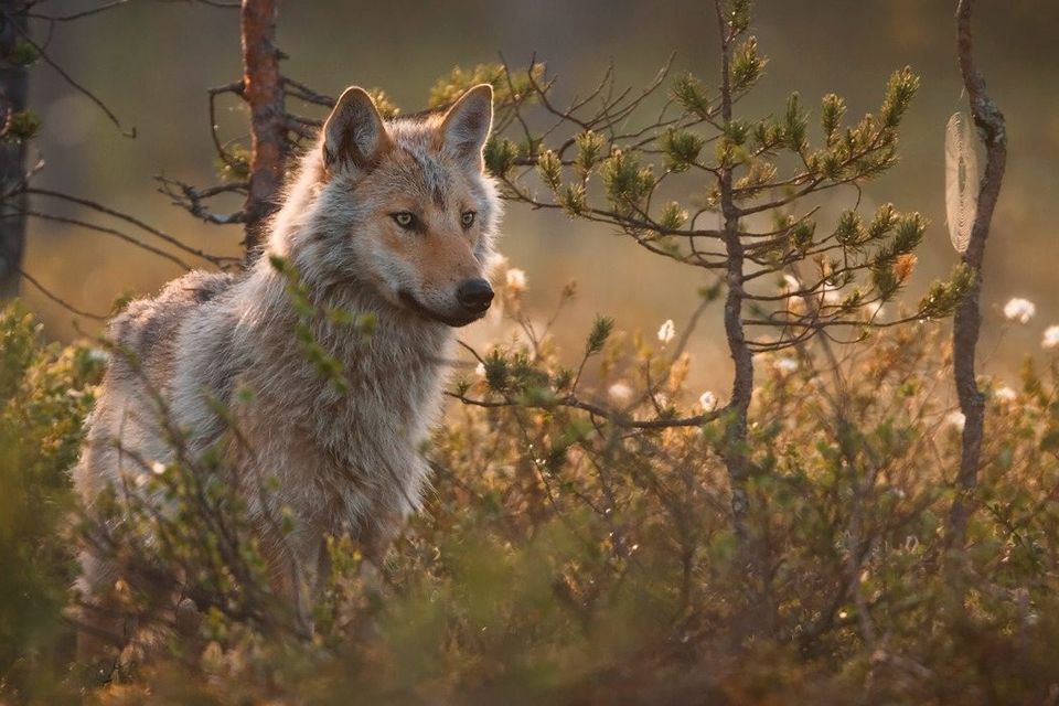 The bear is coming!' Into the wild in Europe's hidden wilderness