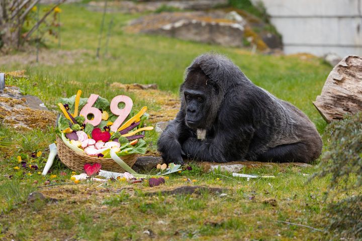 ‘It’s like looking at your grandma’ – Fatou, the world’s oldest gorilla, celebrates her birthday