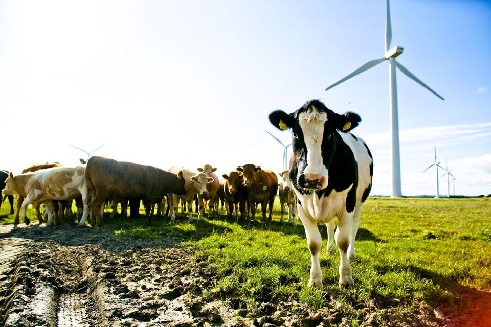 Wind farm. Photo: Getty