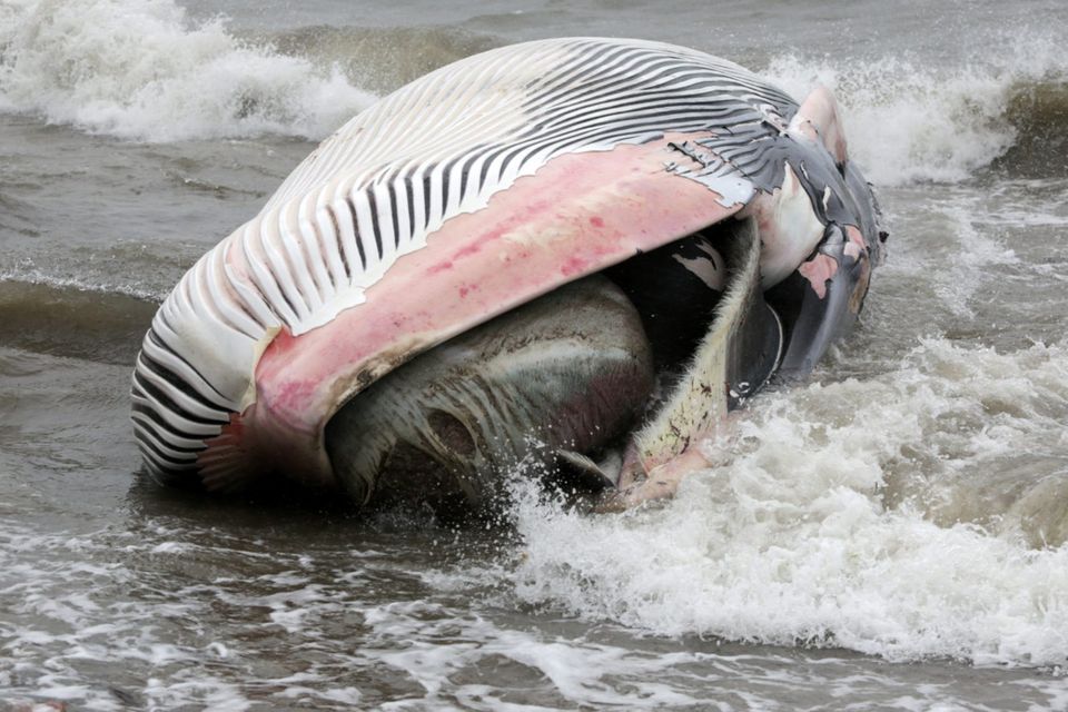 Dead Minke whale washes up on Shankill Beach at the end of Quinns Road