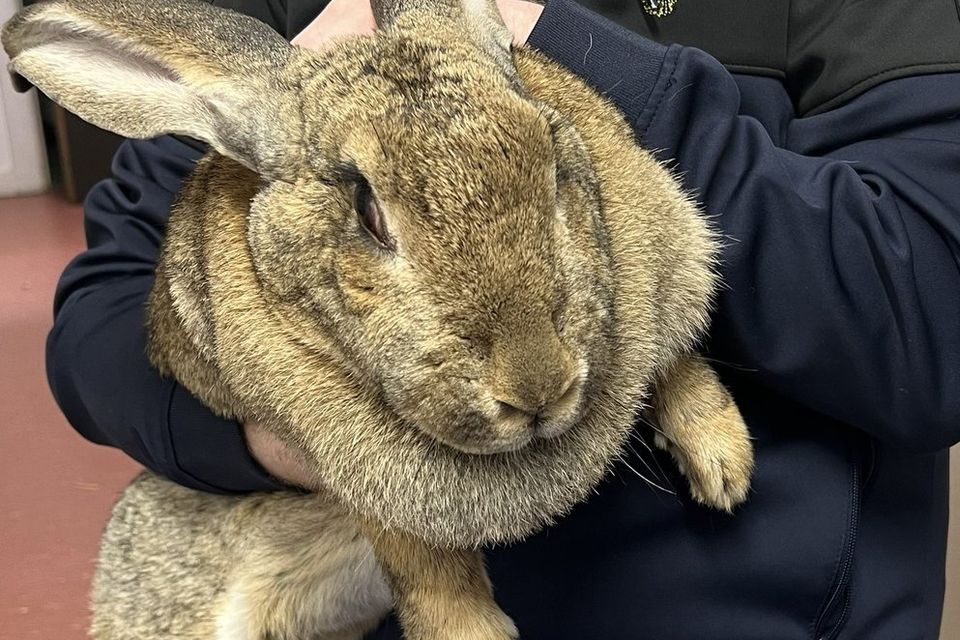 The giant Flemish rabbit, named Queen Maeve, was found abandoned in Dublin two weeks ago