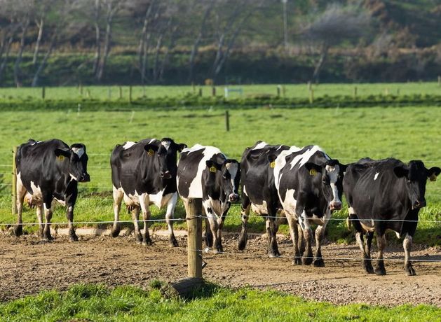 Cork dairy producers lose almost half a billion euros as milk prices fall