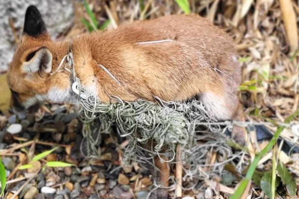 One of the foxes who became tangled in a football net this week. Photo: Twitter / @DublinSPCA.