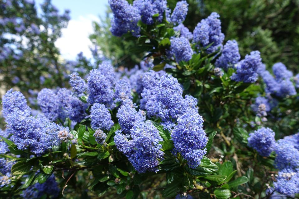 Ceanothus can stop traffic with its dazzling beauty in full flower