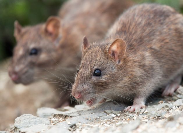 Closure of creche on RTÉ campus for ‘significant number of rodent droppings’ among 10 FSAI orders in June
