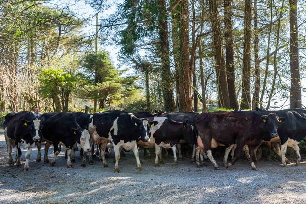Ireland backs Dutch bid for EU flexibility on manure as Derogation deadline looms
