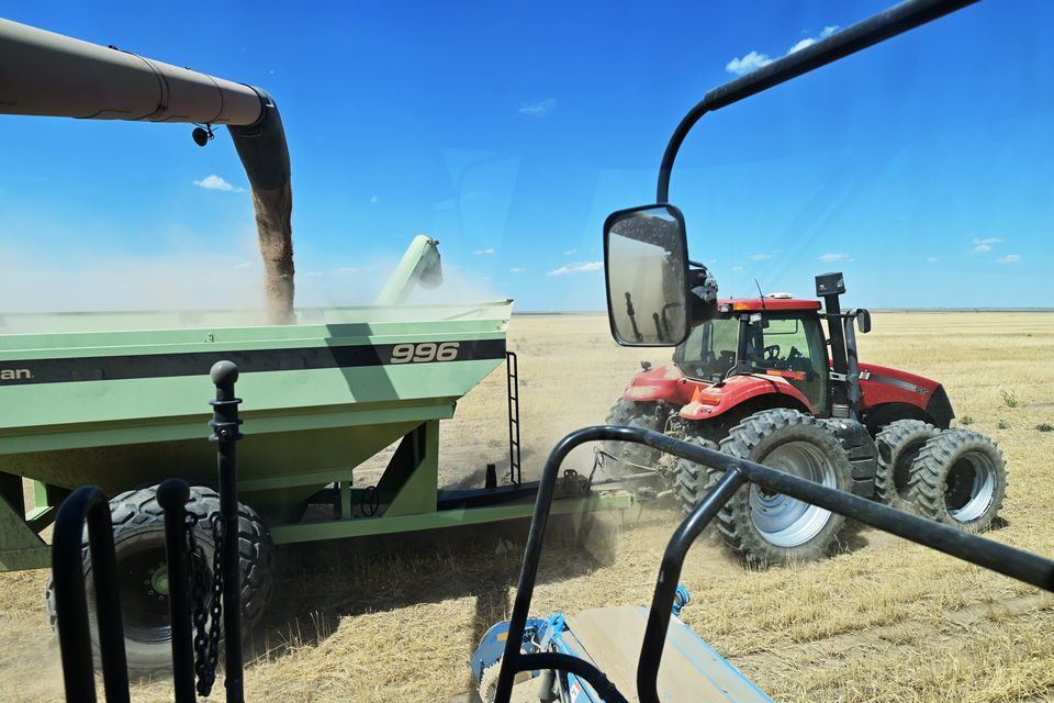 Jim Diamond of Diamond Farms is harvesting wheat with the combine and tractor at the farm in Akron, Colorado on Friday, July 15, 2022. Diamond said the size of wheat are half of the other seasons because of drought. (Photo by Hyoung Chang/The Denver Post)