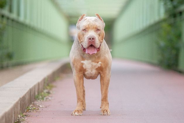 Gardaí go to court to have ‘vicious’ XL bully dog that is running free and has bitten people seized or put down