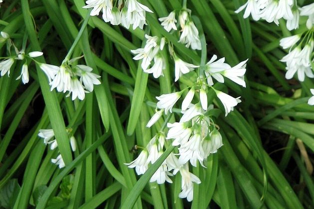 Nature Trail: Three-cornered Leek an invasive alien weed species that needs to be eradicated in wild places