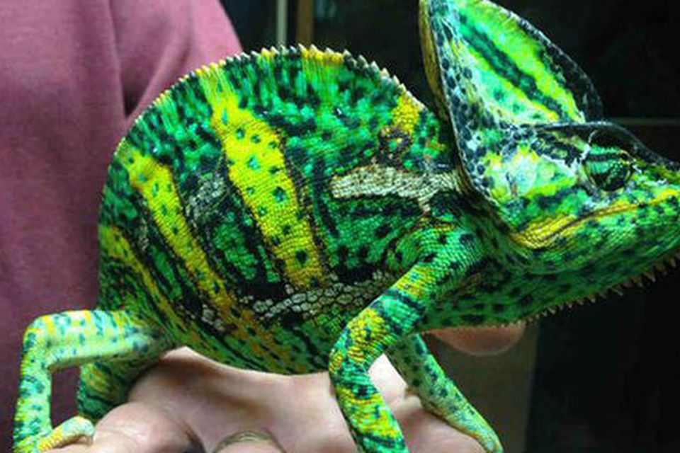 Exotic chameleons sale