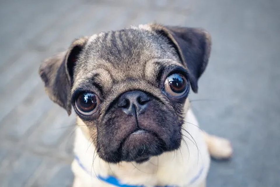 Pug flat hot sale face