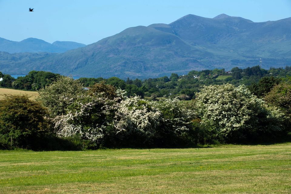 'Under the Wildlife Acts, it is against the law to cut or otherwise destroy vegetation growing on uncultivated land, hedges and ditches between March 1 and August 31'. Photo: Don MacMonagle