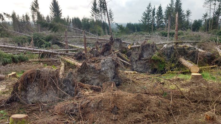 They were told to plant a pension. Then the storm came