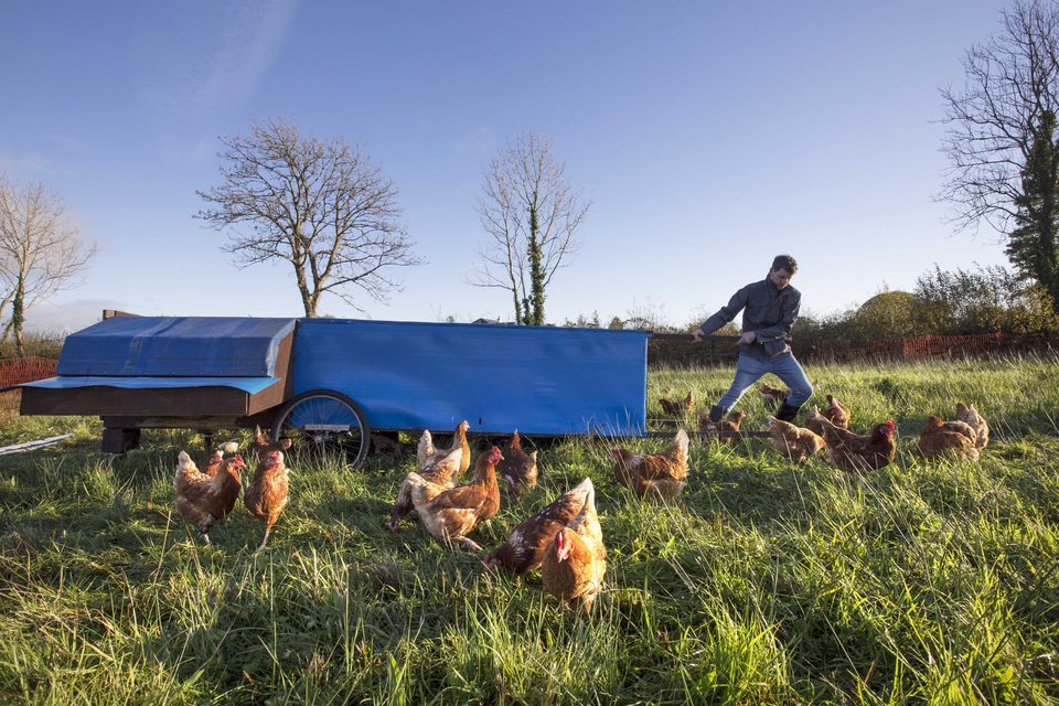Pulling in the same direction: Regenerative farmer Éanna Diffley moving the ‘Rickshaw Henshouse’ on his modular holding at Rooskey, Co Roscommon. Photos: Brian Farrell