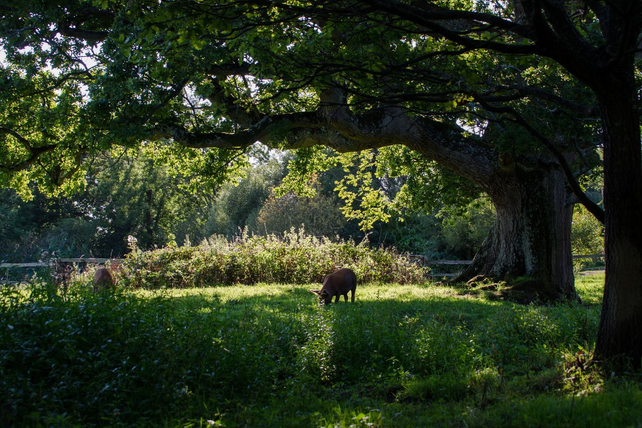 Wilding review: Extraordinary story of Knepp Rewilding project is well ...