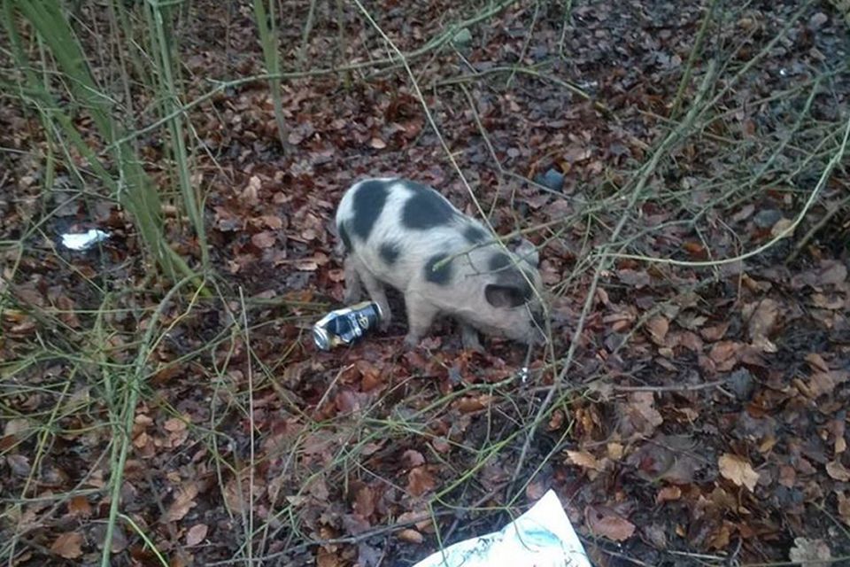One of the escaped pigs that caused the inbound A21 Sevenoaks Road to close for several hours (Kier Highways/@TfL Traffic News/PA Wire)