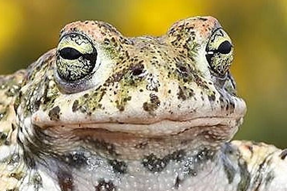 The Natterjack Toad walks rather than hops like a frog and it has a bright yellow line running down its back.