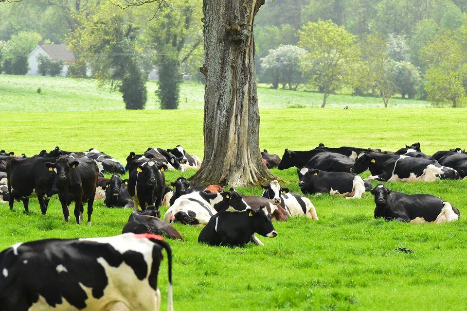 Cap payments store to irish farmers