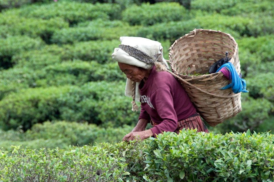 To a tea: A woman picks tea in Darjeeling – geographical indication labels can be used to show where products are from