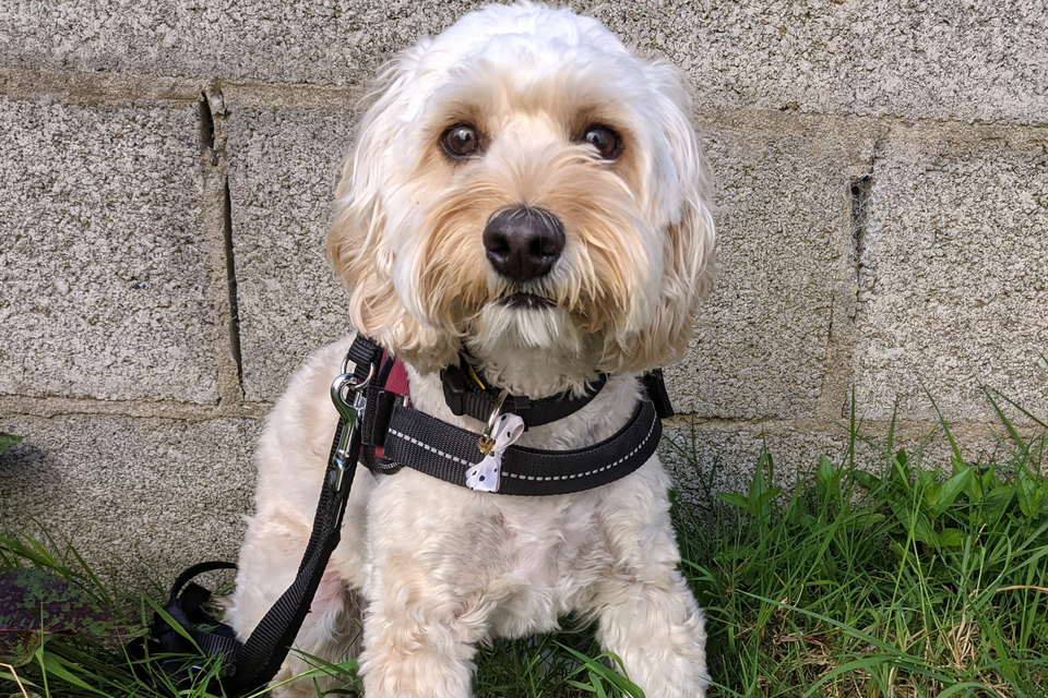 Edible socks for outlet dogs