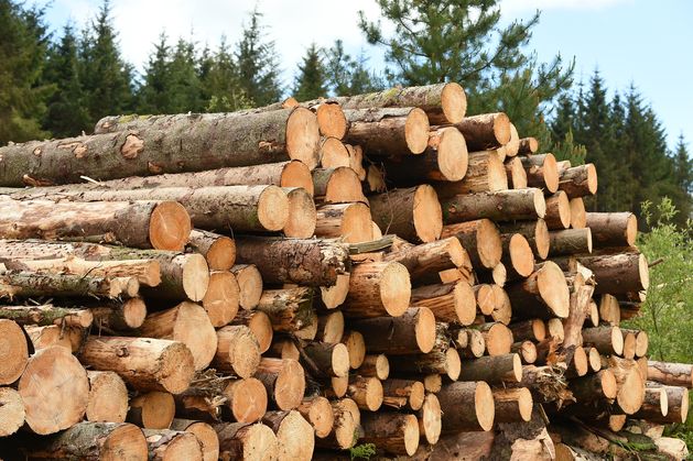 Ireland’s great timber rip-off