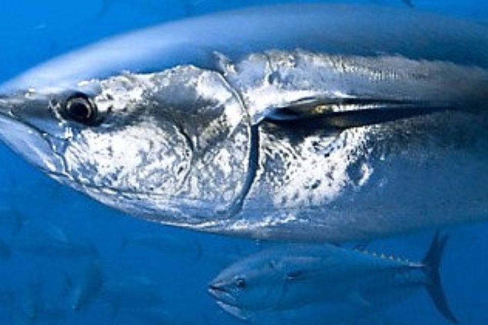 The Atlantic Bluefin Tuna is a highly-prized food fish
