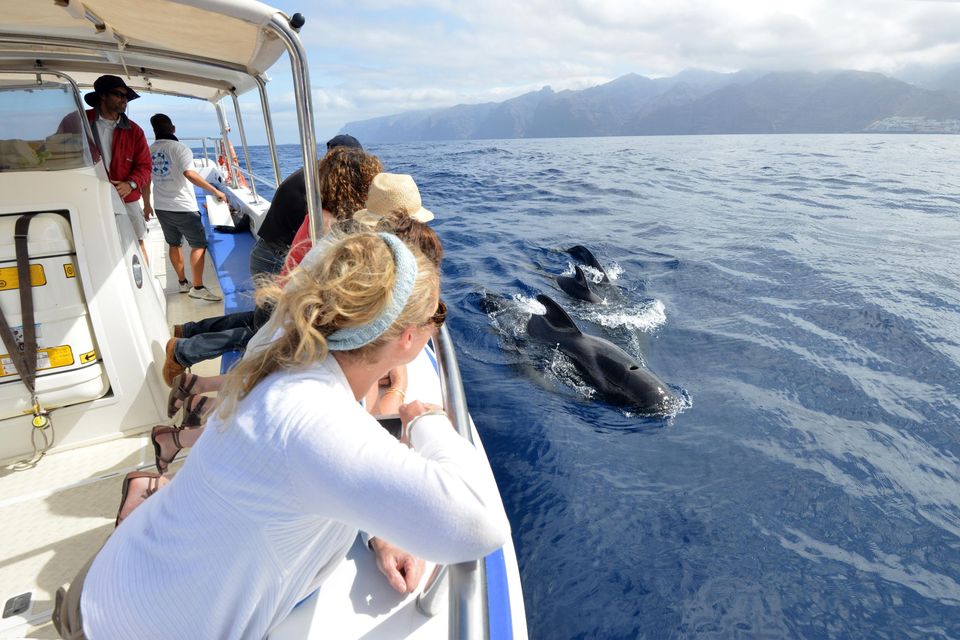 Pilot whales off the coast of south Tenerife. Picture: Pól Ó Conghaile