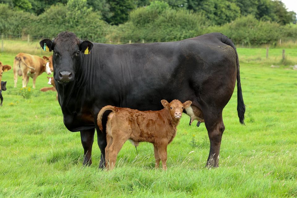 A cow and calf on Robin Talbot's Laois farm. Photo: Alf Harvey