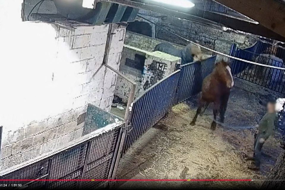 Secret slaughterhouse camera footage from RTÉ Investigates: Horses - Making a Killing