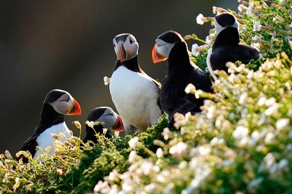 Climate change could force puffins’ prey away from traditional Irish nesting sites. Photo: Niall Carson/PA