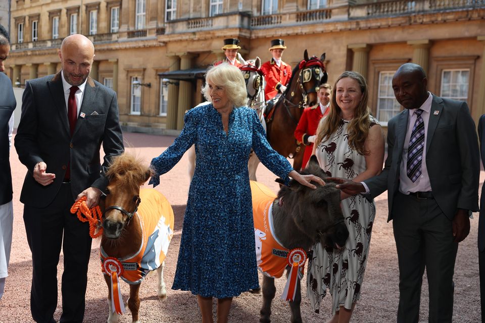 Camilla spent time with the animals in the Buckingham Palace quadrangle (Geoff Pugh/Daily Telegraph/PA)