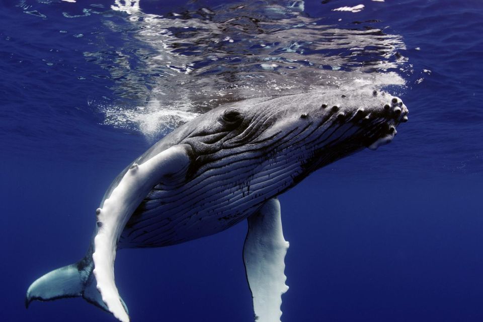 The Witness is a Whale tries to weave too many different strands into too short a running time. Photo: BBC/Terra Mater Factual
