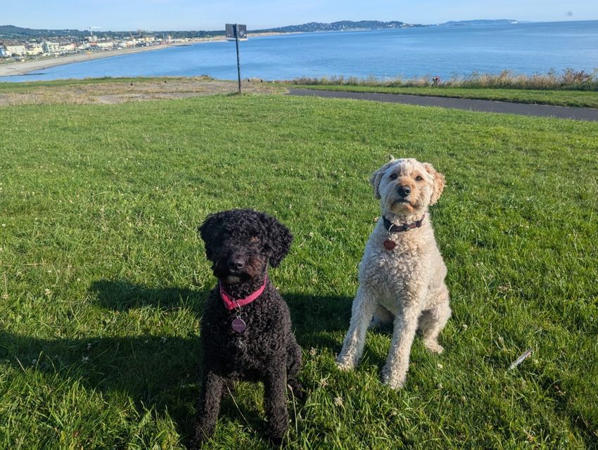 Labradoodle falls seriously ill after ‘ingesting cocaine and cannabis’ in Wicklow