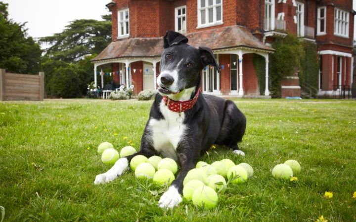 Paul O'Grady said he was thrilled Bud had been re-homed