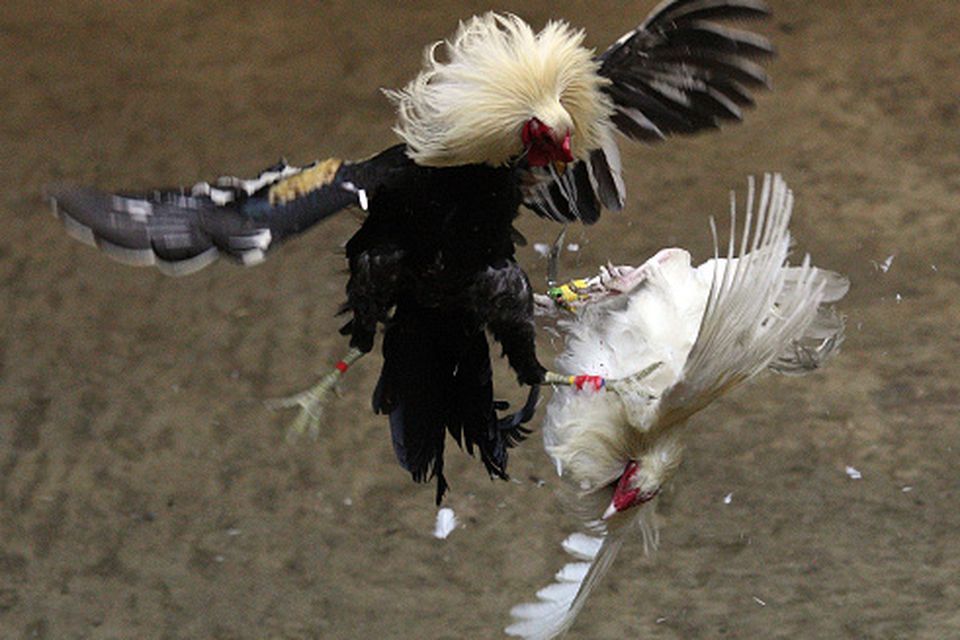 A game cock delivers a fatal blow to its competitor withthe three inch razor sharp blade attached to its left ankle, at the Makati Coliseum October on 11, 2008 in Makati City, Manila, the Philippines. (Photo by Tim Clayton/Corbis via Getty Images)