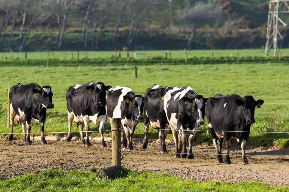 Dairy farmers have stopped investing in sheds, milking equipment and farm machinery