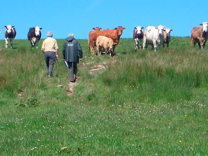 Nature Restoration plan to be voluntary for farmers and prioritised on public land – report