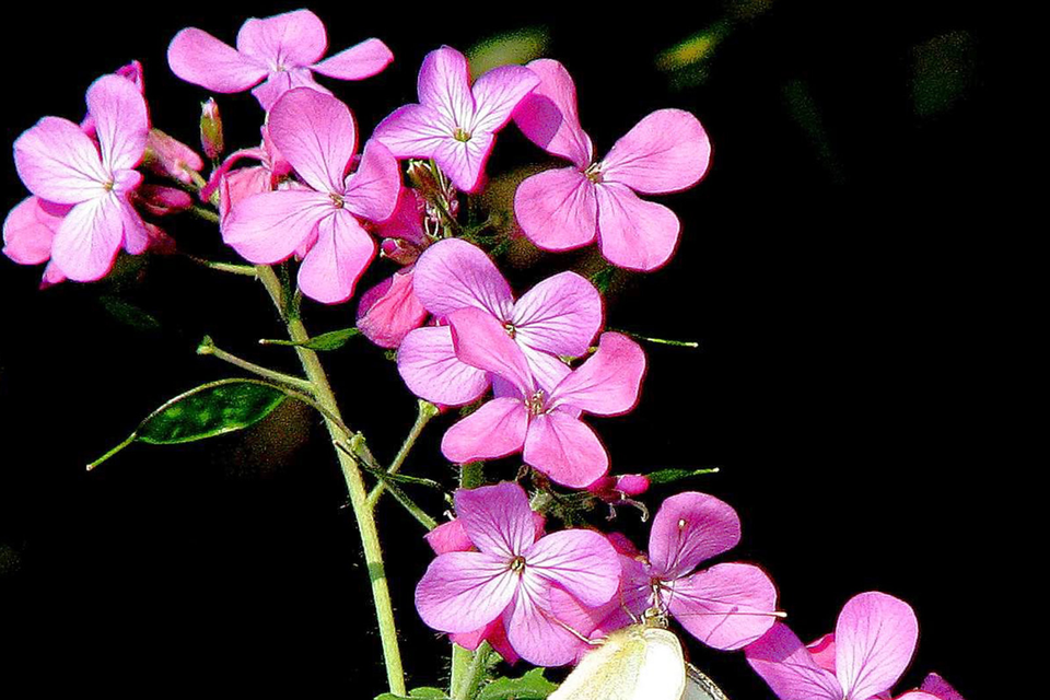 Lunaria annua is a pretty, old-fashioned flower