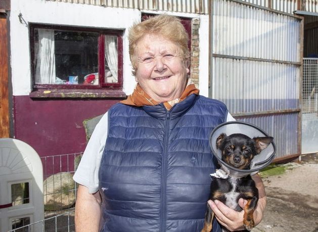 XL bully dog discounted ‘snip and chip’ service offered by Wicklow charity