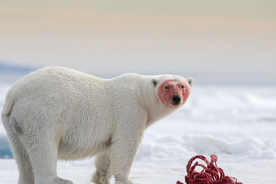 A polar bear, photographed 80-degrees north of Svalbard in Norway's Arctic Circle. Winner: Wild & Vibrant. Photo: Joshua Holko/TPOTY 2014